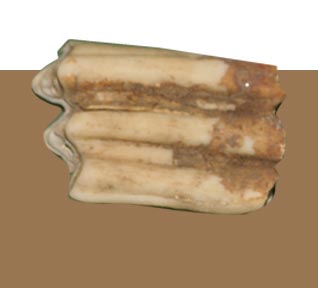 مؤسسة نوح للدراسـات العلوم الطبيعية والتاريخيـة