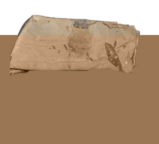 مؤسسة نوح للدراسـات العلوم الطبيعية والتاريخيـة