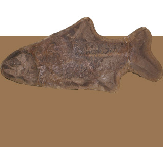 مؤسسة نوح للدراسـات العلوم الطبيعية والتاريخيـة